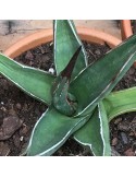 AGAVE triangularis