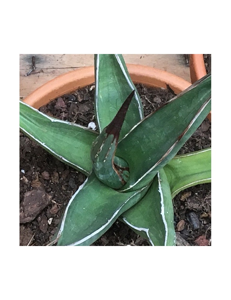 AGAVE triangularis