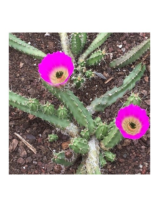 ECHINOCEREUS pentalophus