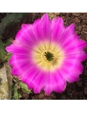 ECHINOCEREUS pentalophus