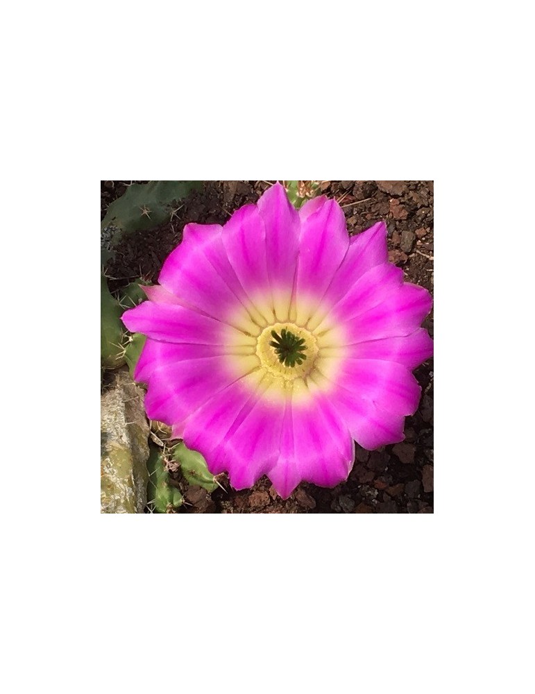 ECHINOCEREUS pentalophus