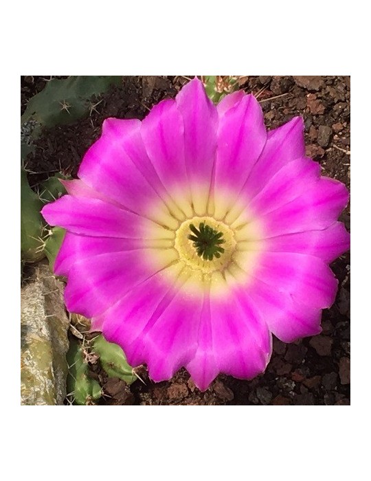 ECHINOCEREUS pentalophus