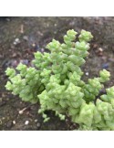 CRASSULA rupestris cv. Tom Thumb