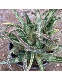 ALOE bellatula