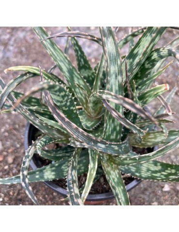 ALOE bellatula