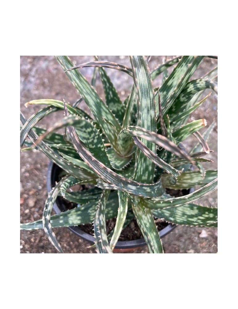 ALOE bellatula