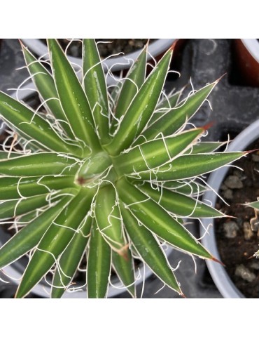 AGAVE multifilifera