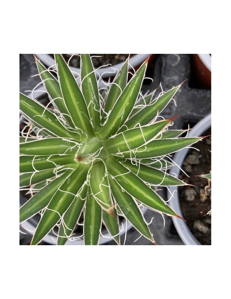 AGAVE multifilifera