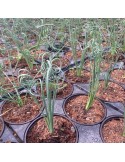 ALBUCA spiralis