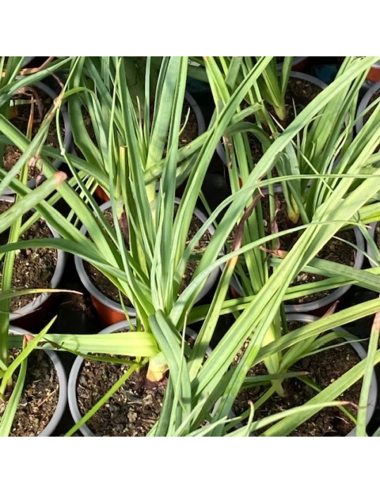 KNIPHOFIA caulescens