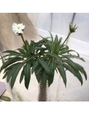 PACHYPODIUM lamerei