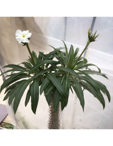 PACHYPODIUM lamerei