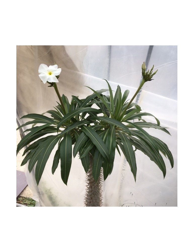 PACHYPODIUM lamerei