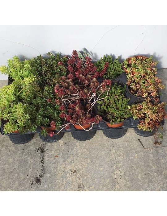 SEDUM immergrunchen