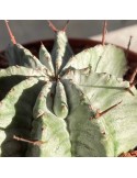 EUPHORBIA horrida cv. snowflake