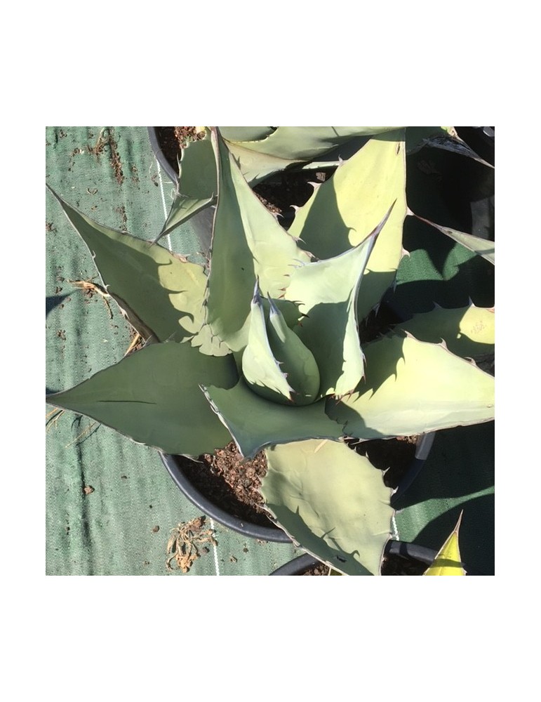 AGAVE havardiana