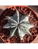 EUPHORBIA horrida cv. snowflake