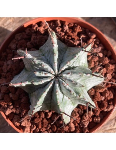 EUPHORBIA horrida cv. snowflake