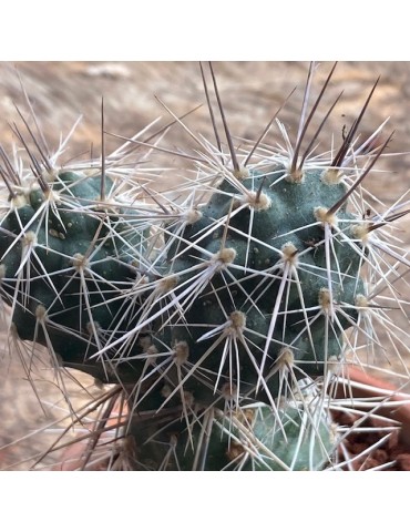 TEPHROCACTUS alexanderi v. bruchii