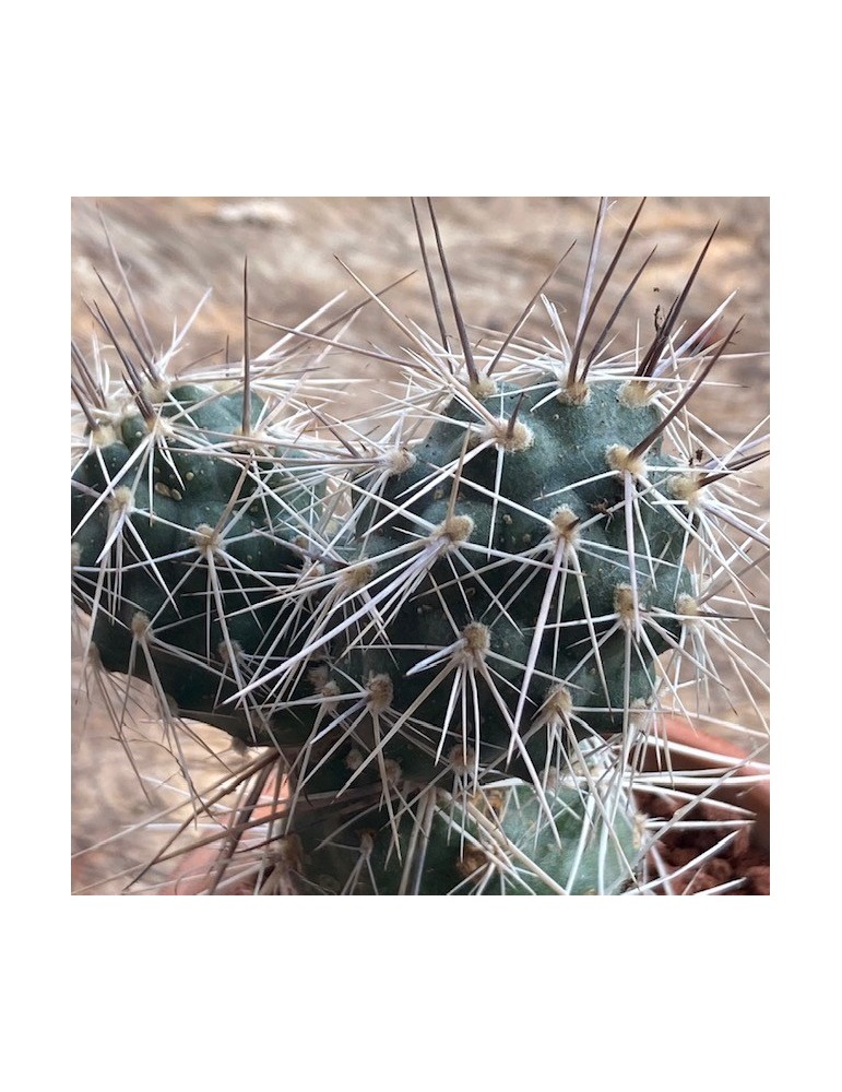 TEPHROCACTUS alexanderi v. bruchii