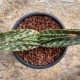 Aloe davyiana