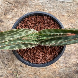 Aloe davyana