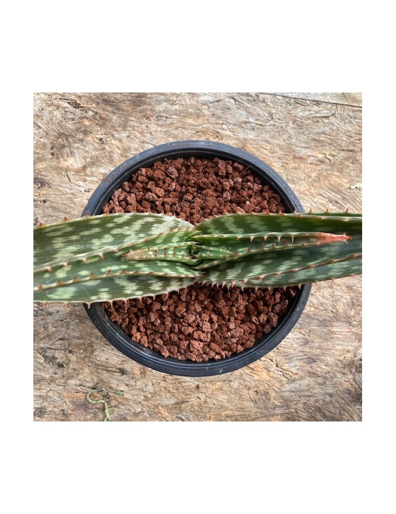 Aloe davyiana