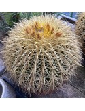 ECHINOCACTUS grusonii