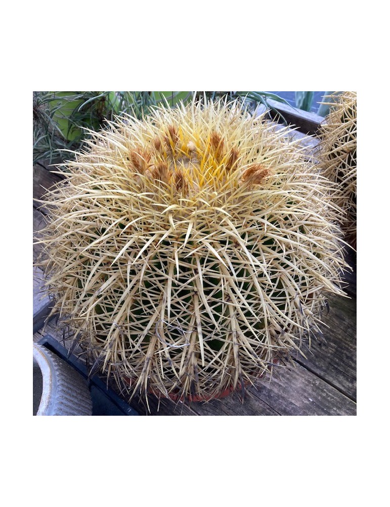 ECHINOCACTUS grusonii