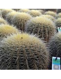 ECHINOCACTUS grusonii