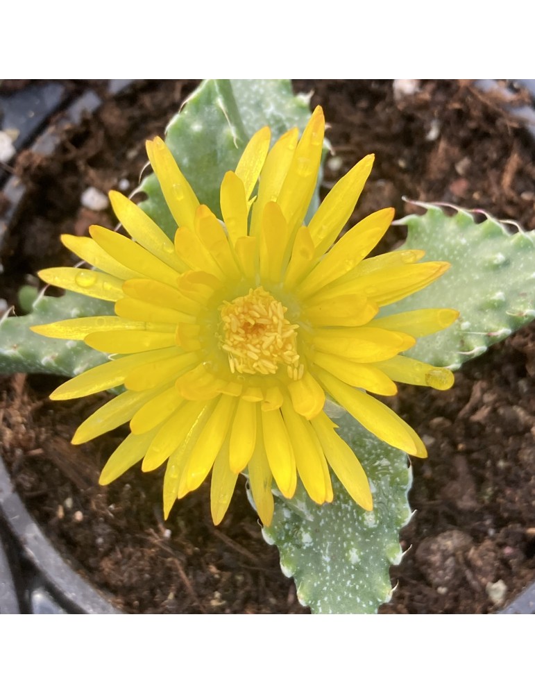 Faucaria tigrina