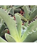 Faucaria tigrina