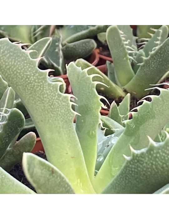 Faucaria tigrina