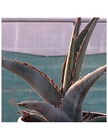 AGAVE kerchovei