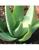 ALOE deltoideodonta v. fallax