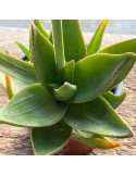 ALOE deltoideodonta v. fallax