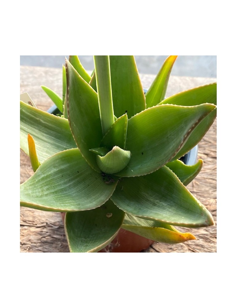 ALOE deltoideodonta v. fallax