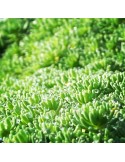 SEDUM hispanicum minus