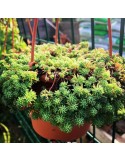 SEDUM hispanicum minus