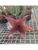 STAPELIA tsomoensis