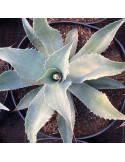 AGAVE ovatifolia