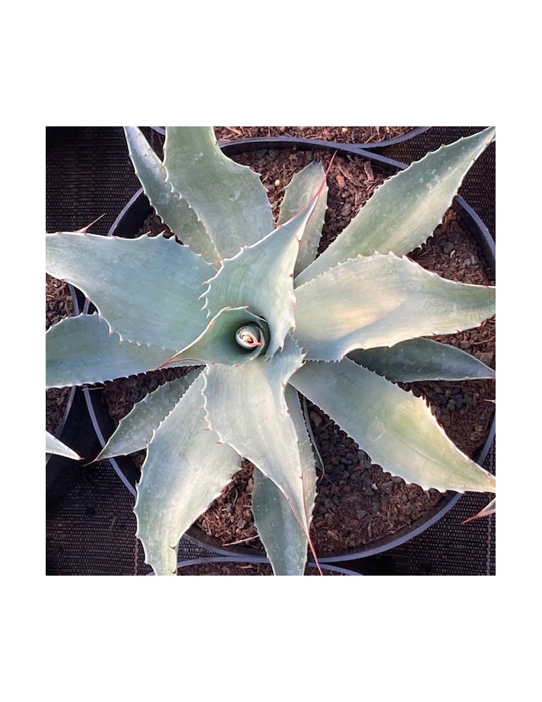 AGAVE ovatifolia