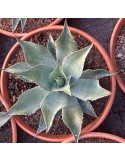 AGAVE ovatifolia