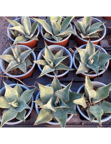 AGAVE ovatifolia 2
