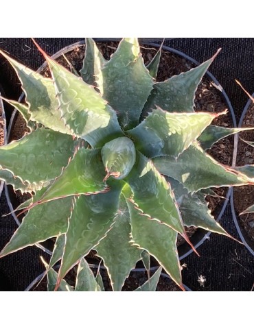 AGAVE montana 2