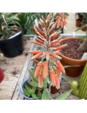 ALOE deltoideodonta v. fallax