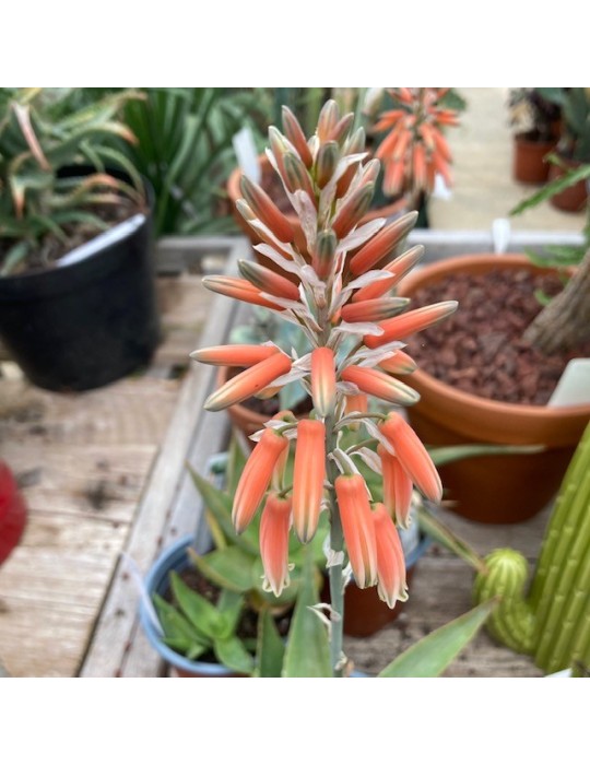 ALOE deltoideodonta v. fallax