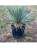 YUCCA rostrata