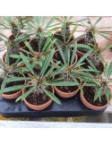 PACHYPODIUM lamerei