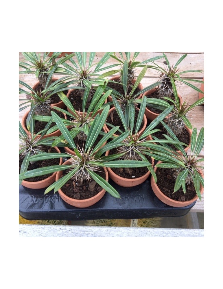 PACHYPODIUM lamerei